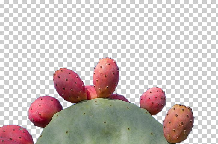 Barbary Fig Cactaceae Icon PNG, Clipart, Cactus, Cactus Cartoon, Cactus Flower, Cactus Vector, Cactus Watercolor Free PNG Download