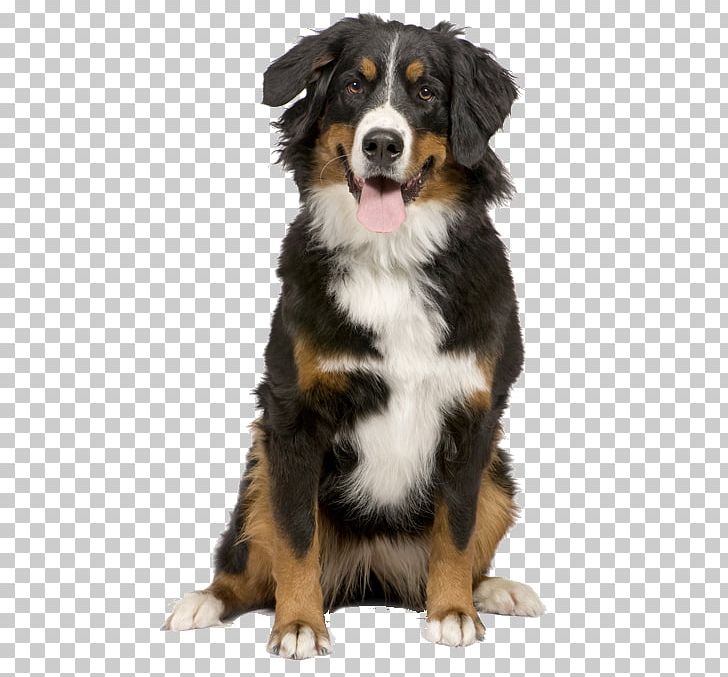 Bernese Mountain Dog Puppy Greater Swiss Mountain Dog Border Collie Cat PNG, Clipart, Animals, Australian Shepherd, Bernese Mountain Dog, Breed, Breeder Free PNG Download