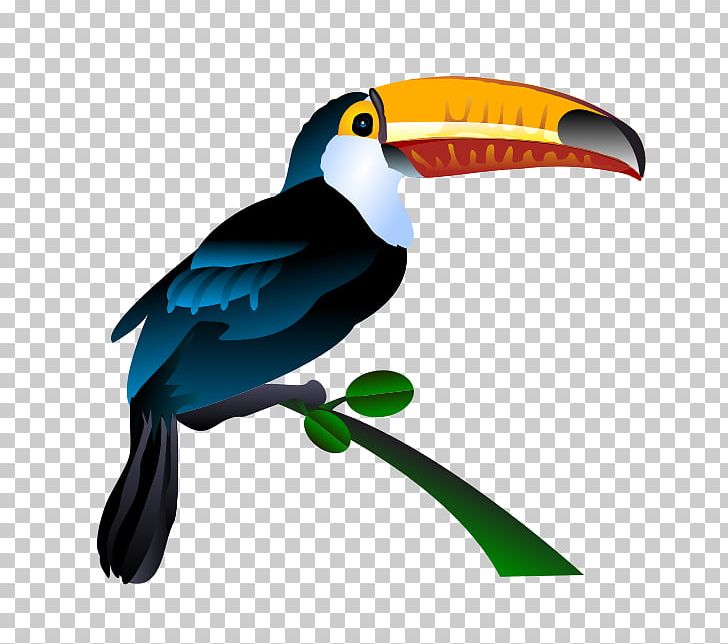 Bird Toucan PNG, Clipart, Animals, Beak, Bird, Clip Art, Drawing Free PNG Download