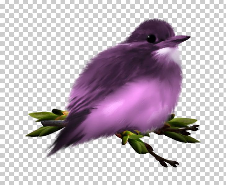 Finches Cuckoos Purple PNG, Clipart, American Sparrows, Art, Asian Koel, Beak, Bird Free PNG Download
