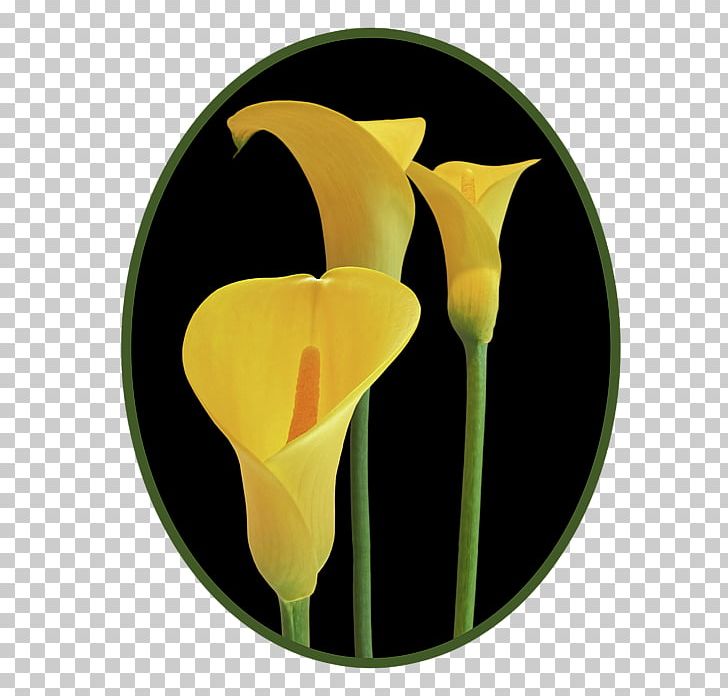 Flower Petal Fine Art Artist PNG, Clipart, Art, Artist, Arum, Callalily, Canvas Free PNG Download