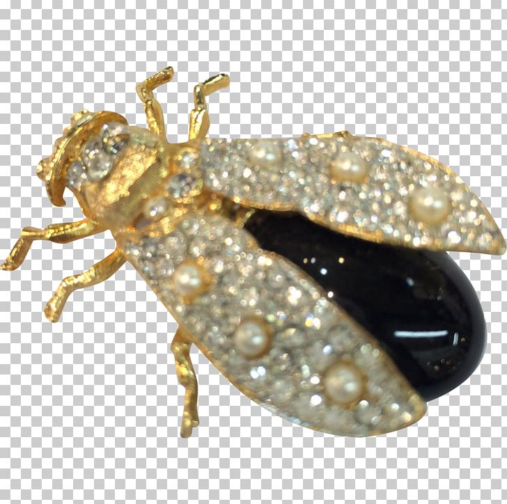 Weevil Insect Brooch True Bugs PNG, Clipart, Animals, Arthropod, Beetle, Brooch, Bug Free PNG Download