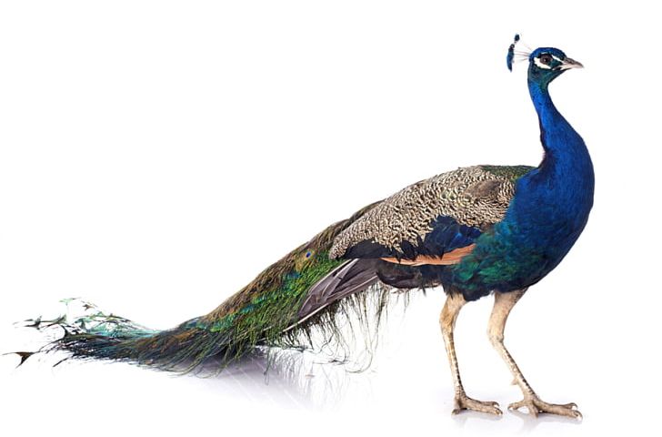 Bird Asiatic Peafowl Female Stock Photography PNG, Clipart, Animals, Asiatic, Asiatic Peafowl, Beak, Bird Free PNG Download