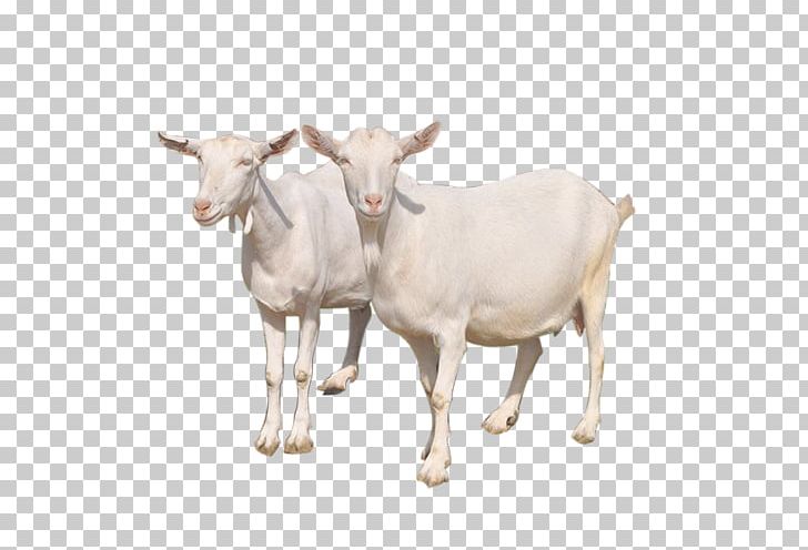 Goat Sheep Cattle Milk PNG, Clipart, Aries, Cow Goat Family, Goats, In Kind, Two Girls Free PNG Download