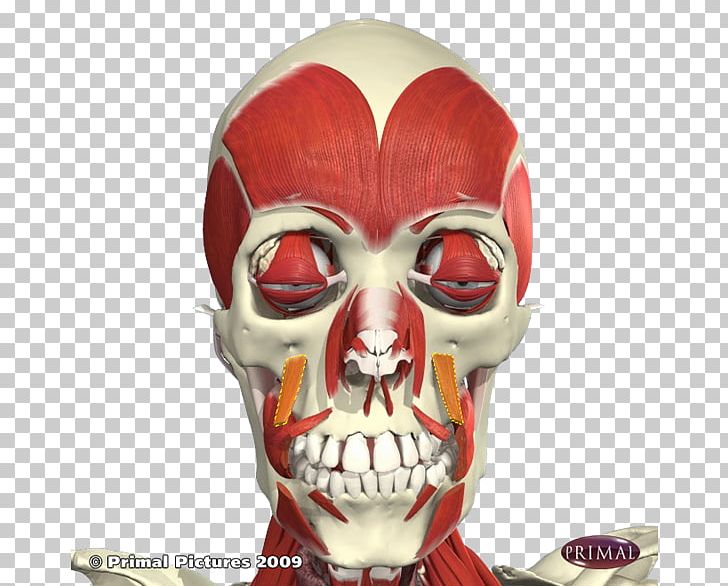 Levator Anguli Oris Depressor Anguli Oris Muscle Anatomy Levator Labii Superioris Canine Fossa PNG, Clipart, Anatomy, Bone, Buccinator Muscle, Cadaver, Clown Free PNG Download