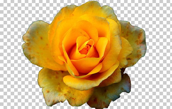 Rosa Chinensis Garden Roses Yellow Pink PNG, Clipart, Chinese, Chinese Rose, Color, Cut Flowers, Flower Free PNG Download