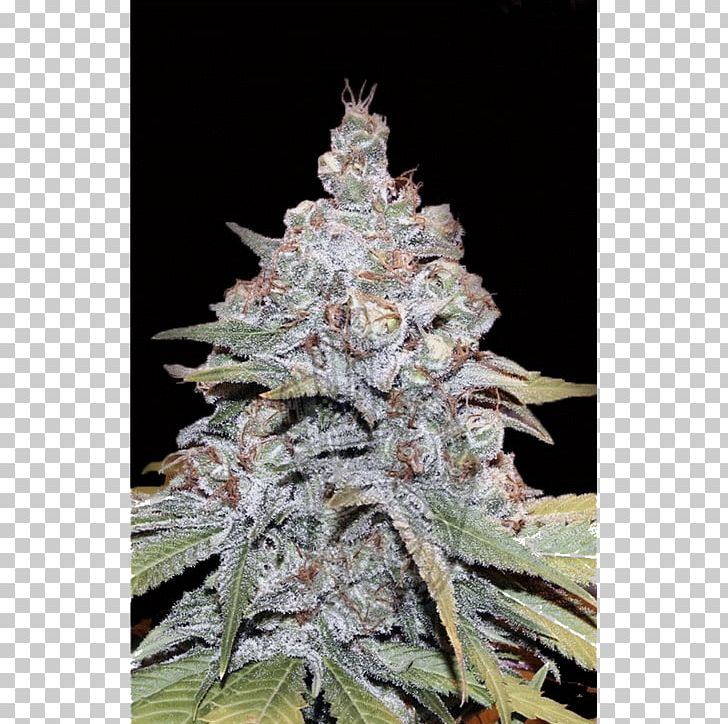 Cannabis Sativa Marijuana Seed Hybrid Feminized Cannabis PNG, Clipart, Cannabis, Cannabis Ruderalis, Cannabis Sativa, Crop Yield, Cultivar Free PNG Download