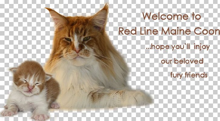 Maine Coon Whiskers Norwegian Forest Cat Domestic Short-haired Cat Kitten PNG, Clipart, Animals, Carnivoran, Cat, Cat Like Mammal, Domestic Shorthaired Cat Free PNG Download