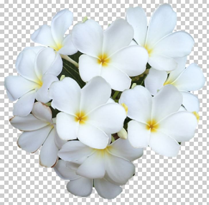 Primrose PNG, Clipart, Darshan, Flower, Flowering Plant, Others, Petal Free PNG Download