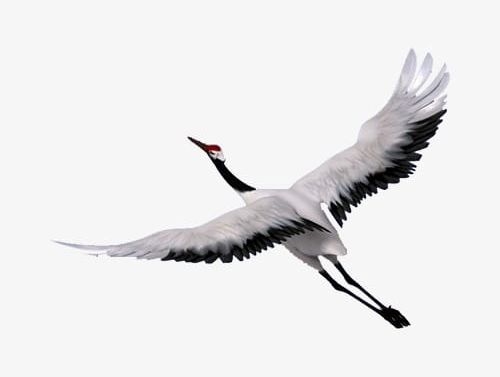 Red-crowned Crane PNG, Clipart, Animal, Bird, Crane, Crane Clipart, Red Crowned Free PNG Download