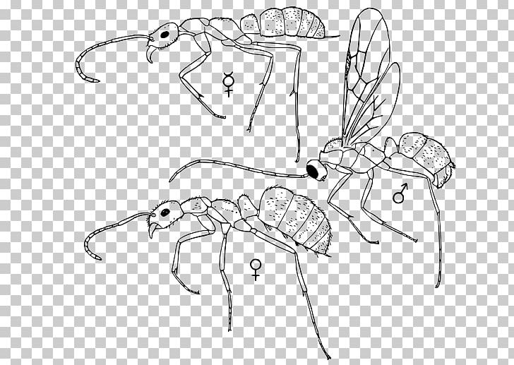 Line Art /m/02csf Drawing Cartoon Insect PNG, Clipart, Angle, Area, Artwork, Black And White, Cartoon Free PNG Download