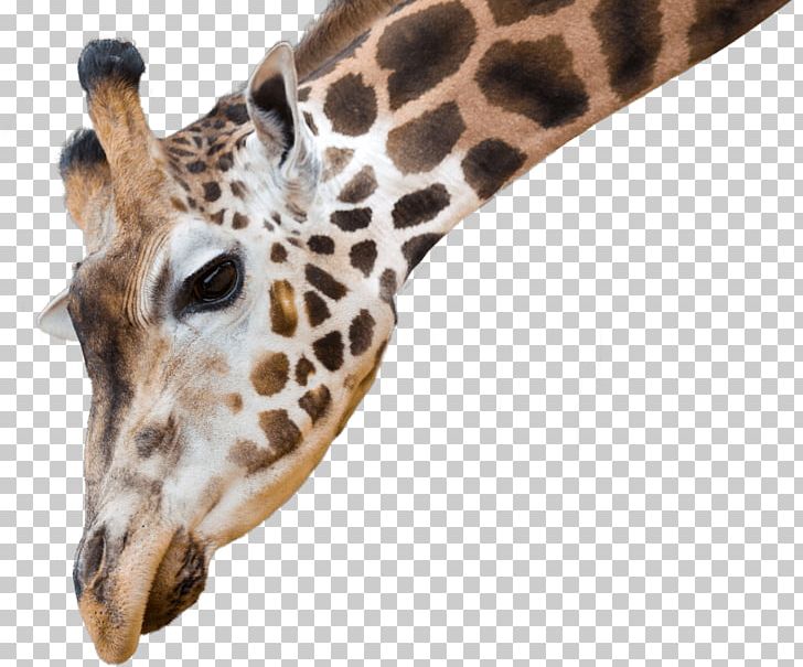 National Zoo & Aquarium African Wild Dog Reticulated Giraffe Northern Giraffe Animal Antics A PNG, Clipart, African Wild Dog, Animal, Animal Antics A, Animals, Aquarium Free PNG Download