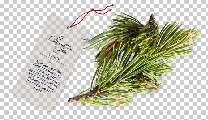 Germany Botanicals Gin Herb Agathosma PNG, Clipart, Agathosma, August 31, Botanicals, Conifer, Email Free PNG Download