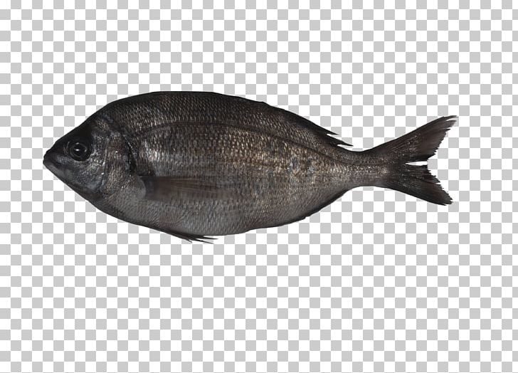 Sole Fish Products Oily Fish Milkfish PNG, Clipart, Animals, Animal Source Foods, Fauna, Fish, Fish Products Free PNG Download
