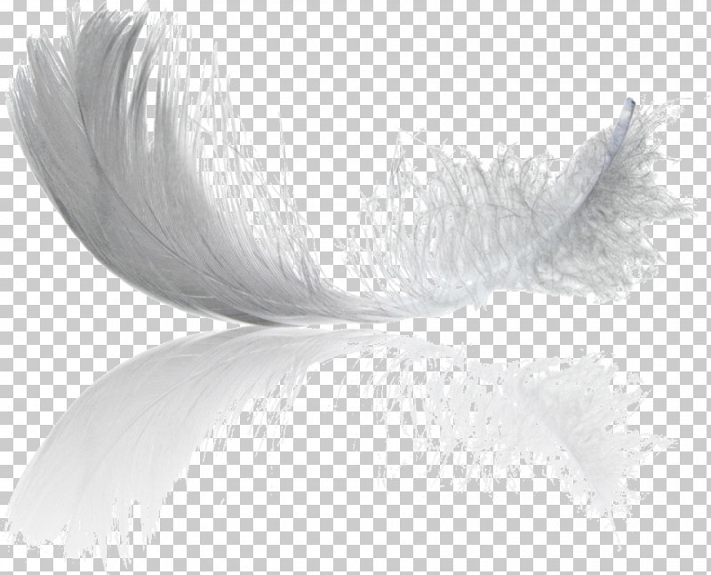 Feather PNG, Clipart, Feather, Natural Material, Quill, White, Wing Free PNG Download