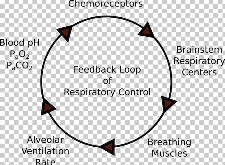 Negative Feedback Respiration Respiratory System Causal Loop Diagram PNG, Clipart, Angle, Brand, Breathing, Causal Loop Diagram, Cellular Respiration Free PNG Download