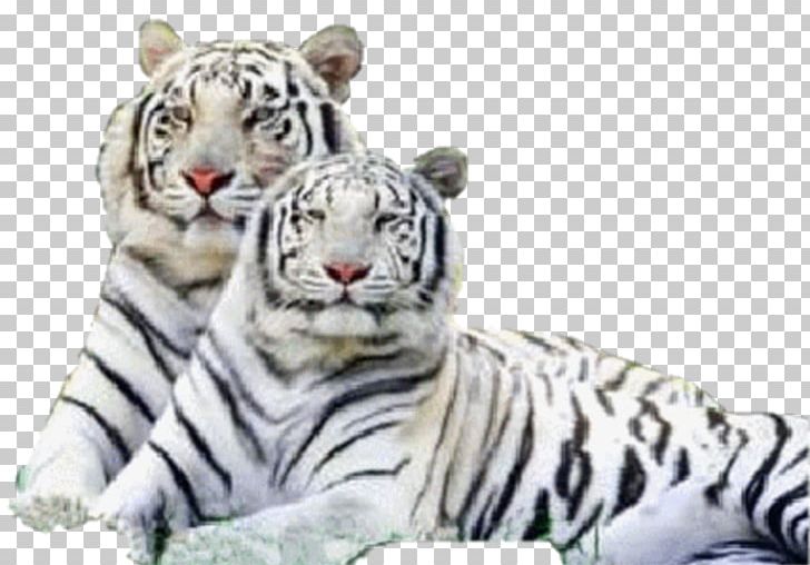 Siberian Tiger Bengal Tiger Felidae White Tiger PNG, Clipart, Animal, Animals, Bengal, Bengal Tiger, Big Cat Free PNG Download