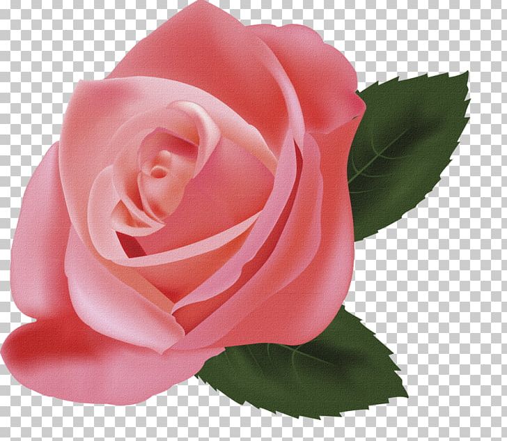 Still Life: Pink Roses Illustration PNG, Clipart, Bouquet, China Rose, Closeup, Confessions, Floribunda Free PNG Download