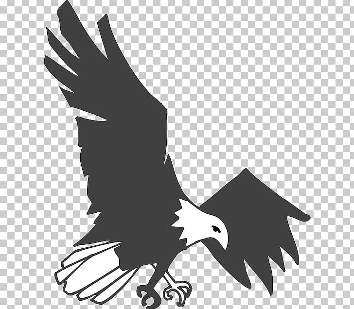 Stock Photography Eagle Drawing PNG, Clipart, Accipitriformes, Animals, Bald Eagle, Beak, Bird Free PNG Download