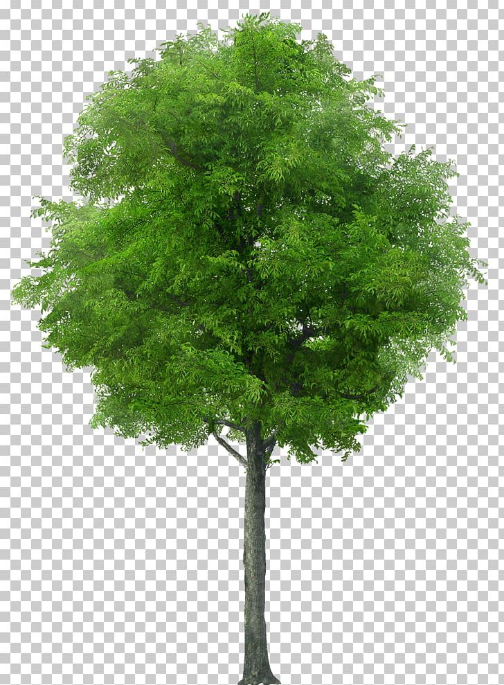 American Sycamore Populus Nigra Tree PNG, Clipart, American Sycamore, Architecture, Branch, Clip Art, Conifer Free PNG Download