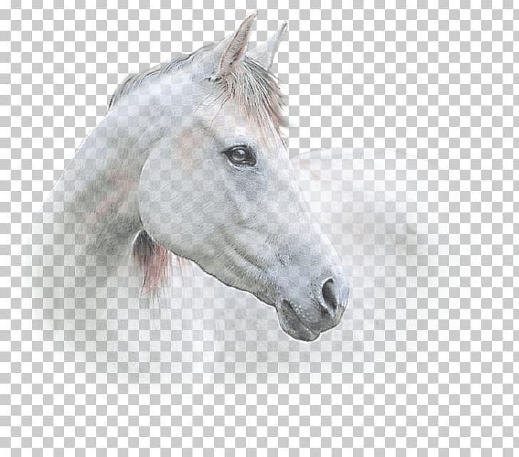 Mustang Stallion Halter Freikörperkultur Snout PNG, Clipart, Halter, Horse, Horse Like Mammal, Horse Tack, Liverpool Fc Free PNG Download