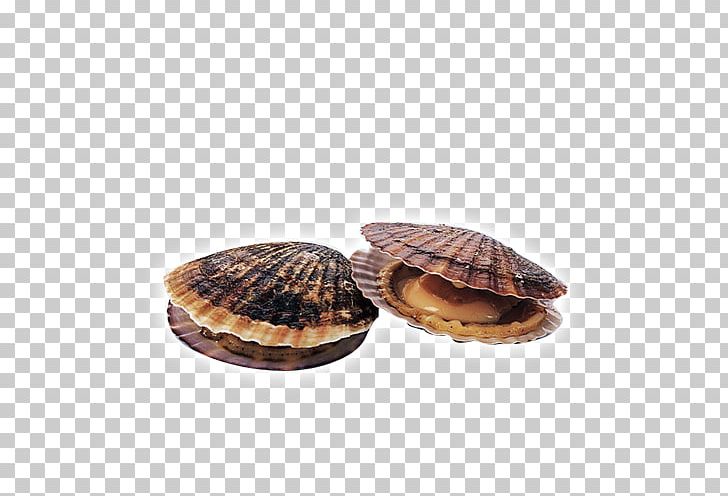Cockle Teppanyaki Bivalvia Clam Pecten PNG, Clipart, Beach, Beach Elements, Bivalvia, Clam, Clams Oysters Mussels And Scallops Free PNG Download