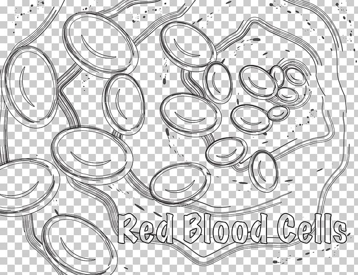 Red Blood Cell Coloring Book White Blood Cell PNG, Clipart, Anatomy, Angle, Auto Part, Biology, Black And White Free PNG Download