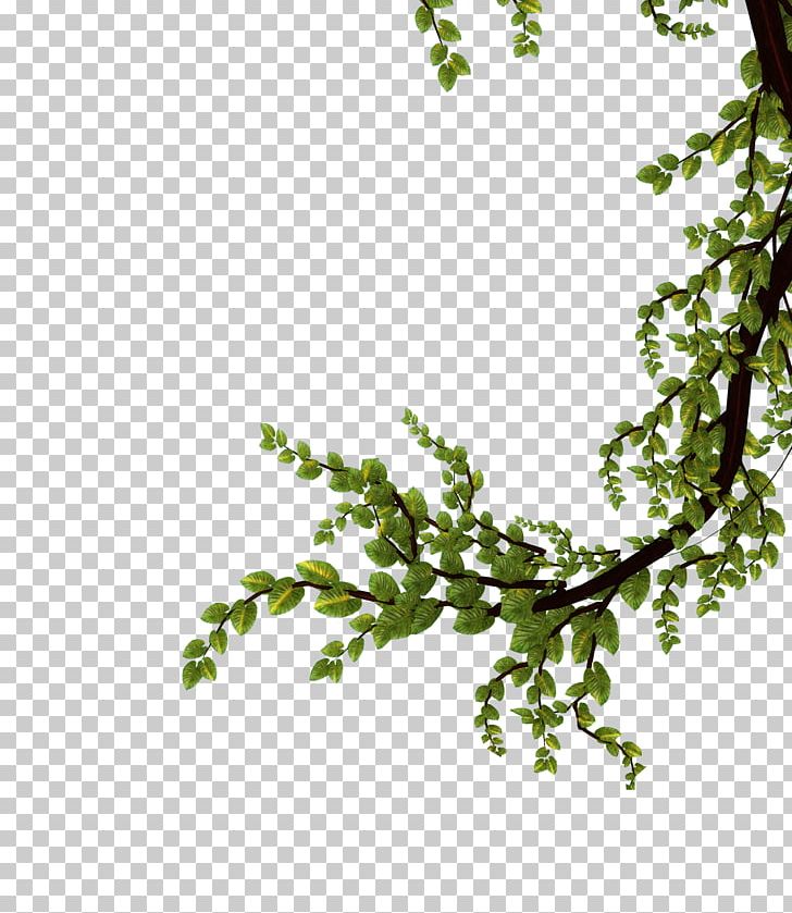 Tree Branch Leaf Plant Flower PNG, Clipart, Bark, Branch, Deciduous, Flower, Flowering Plant Free PNG Download