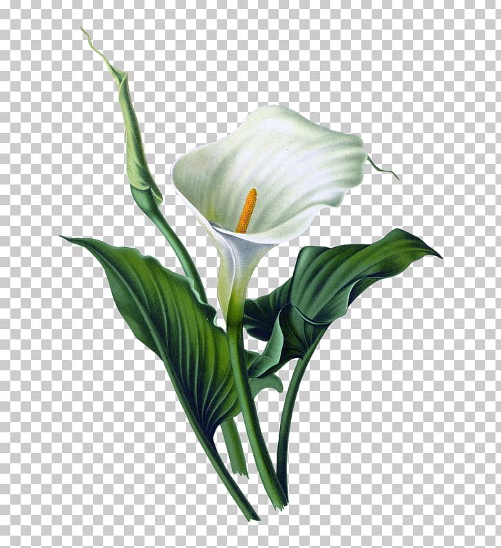 Arum-lily Lilium Art Watercolor Painting PNG, Clipart, Alismatales, Art, Arum, Arum Family, Arumlily Free PNG Download