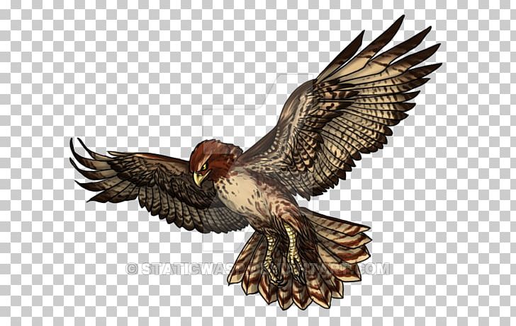 Eagle Buzzard Hawk Stock Photography Beak PNG, Clipart, Accipitriformes, Beak, Bird, Bird Of Prey, Buzzard Free PNG Download