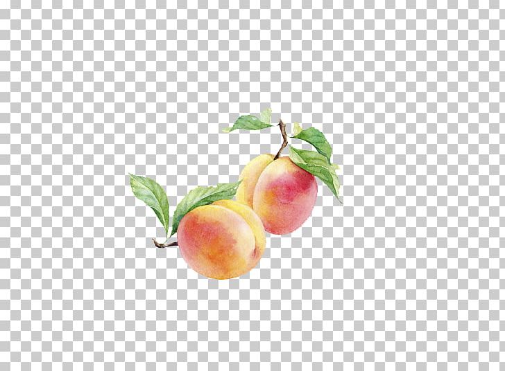 Peach Watercolor Painting Auglis PNG, Clipart, Apple, Art, Auglis, Download, Drawing Board Free PNG Download