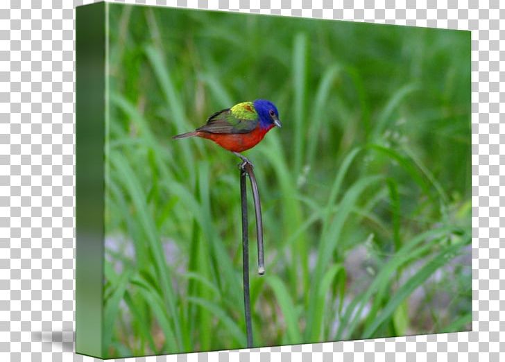 Wren Beak Meadow Fauna Wildflower PNG, Clipart, Beak, Bird, Bluebird, Family, Fauna Free PNG Download