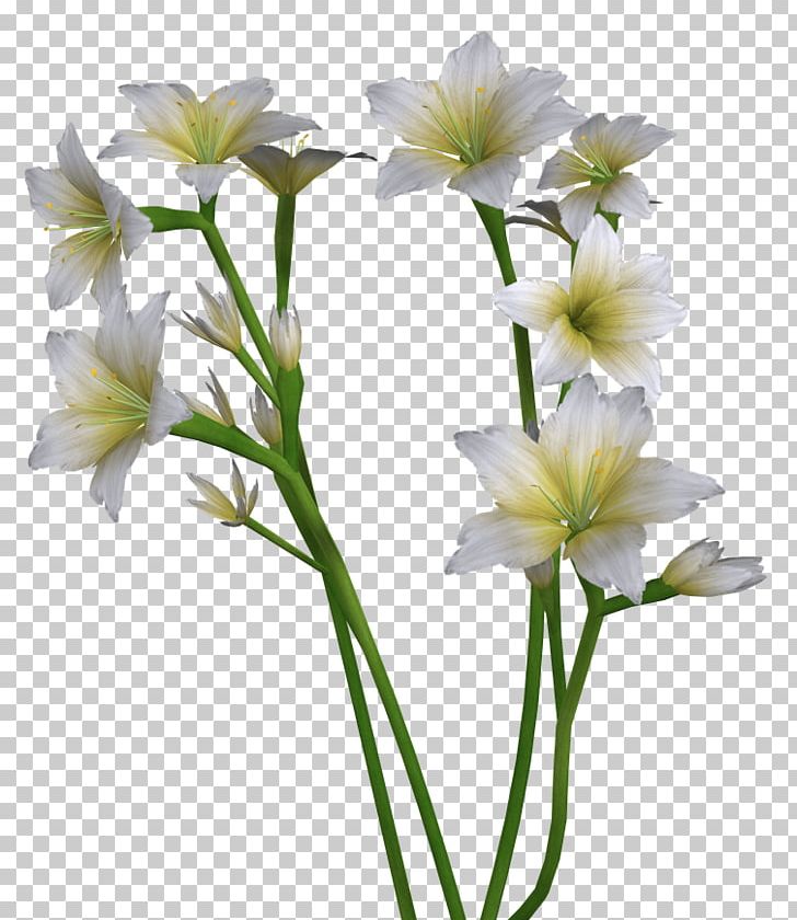 Cut Flowers Plant Stem Petal Flowering Plant PNG, Clipart, Cut Flowers, Easter Lily, Flower, Flowering Plant, Petal Free PNG Download