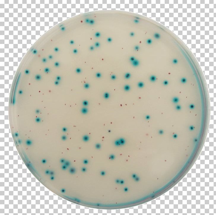 E. Coli Coliform Bacteria Growth Medium Water PNG, Clipart, Analysis Of Water Chemistry, Coliform Bacteria, Colony, Drinking Water, E Coli Free PNG Download