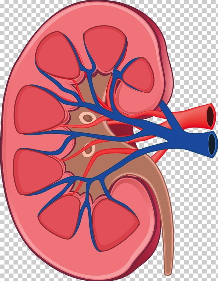 Kidney Anatomy Human Body Physiology Retroperitoneal Space PNG, Clipart, Anatomy, Blood Vessel, Circle, Human Anatomy, Human Body Free PNG Download