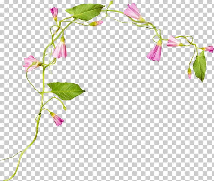 Morning Glory Flower Ipomoea Nil PNG, Clipart, Bindweed, Branch, Clip Art, Cluster, Cut Flowers Free PNG Download
