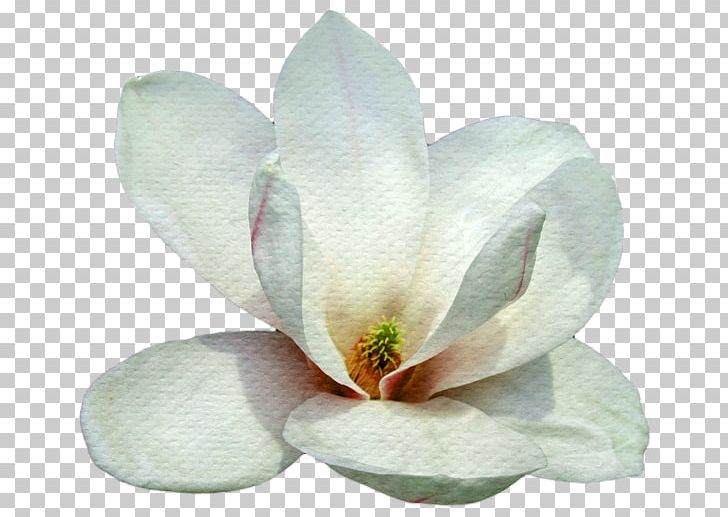 Petal Southern Magnolia Magnolia Family Flower PNG, Clipart, Beyaz Cicek, Blogger, Cicek, Cicek Resimleri, Cicek Resmi Free PNG Download