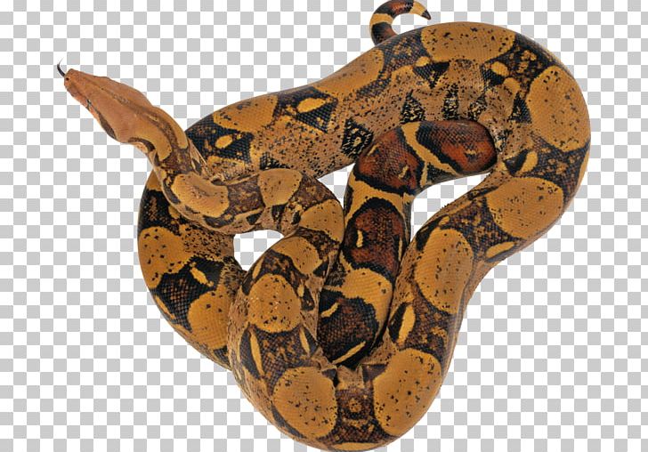 Snake Reticulated Python PNG, Clipart, Animals, Ball Python, Boa Constrictor, Boas, Carpet Python Free PNG Download