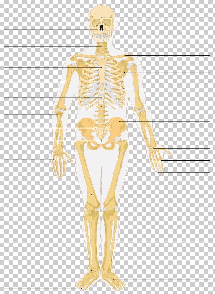 The Skeletal System Human Skeleton Bone Anatomy PNG, Clipart, Abdomen, Anatomy, Arm, Bone, Fashion Design Free PNG Download