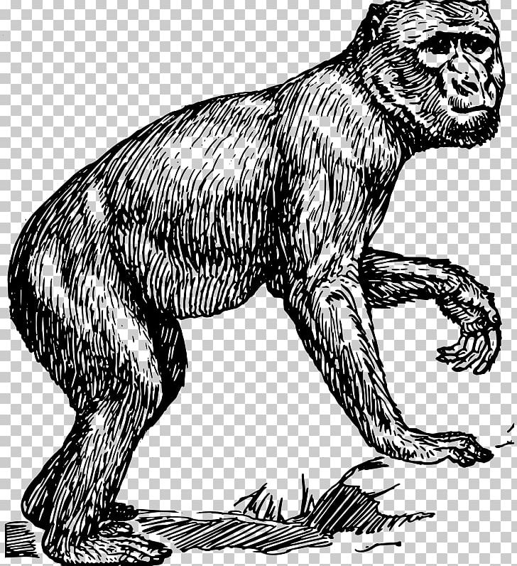 Ape Primate Chimpanzee Barbary Macaque Monkey PNG, Clipart, Animal, Animals, Ape, Art, Barbary Macaque Free PNG Download