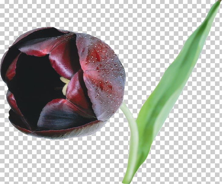 Black Tulip Flower PNG, Clipart, Black Tulip, Bud, Cut Flowers, Desktop Wallpaper, Digital Image Free PNG Download