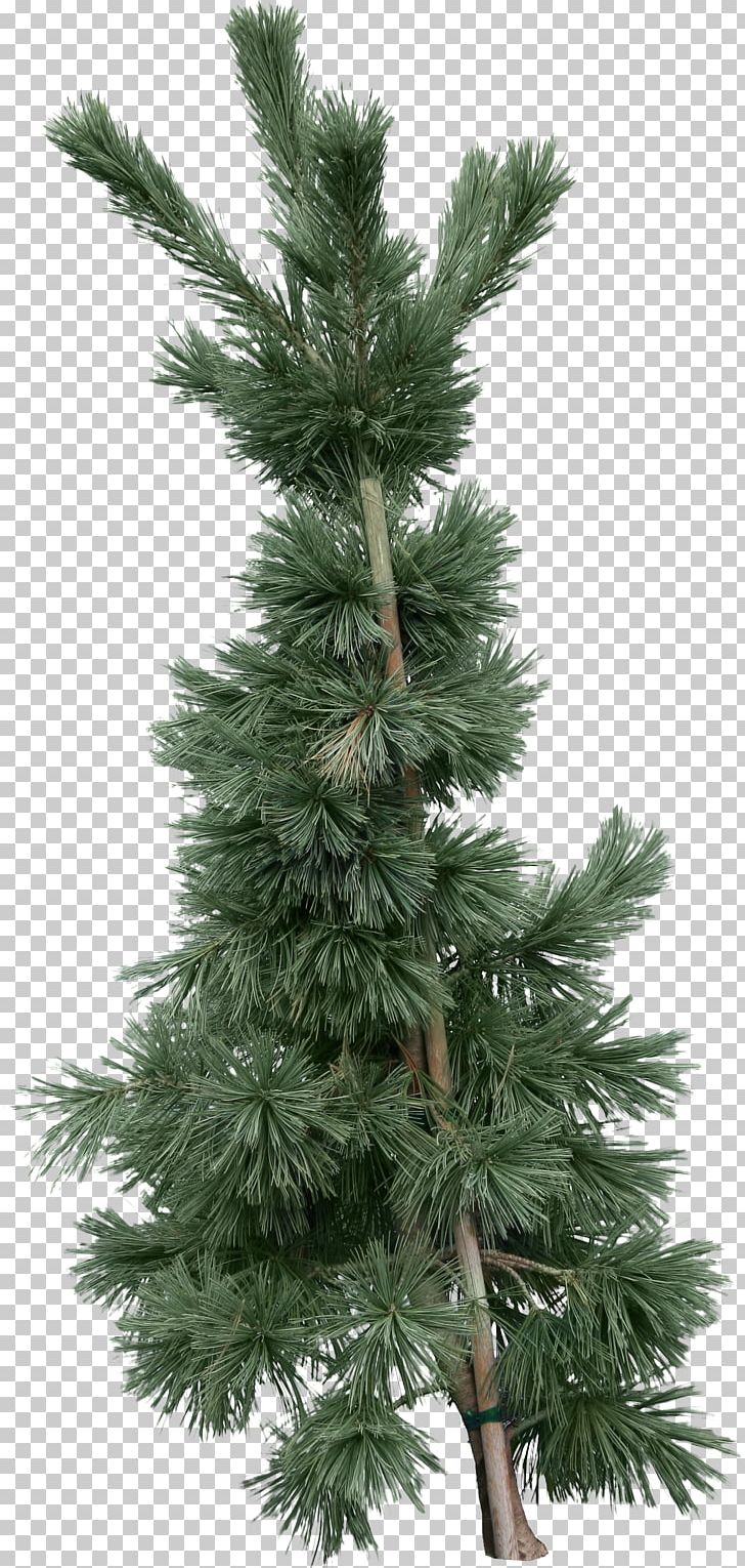 Fir Tree PNG, Clipart, Branch, Christmas Decoration, Christmas Tree, Conifer, Cypress Family Free PNG Download