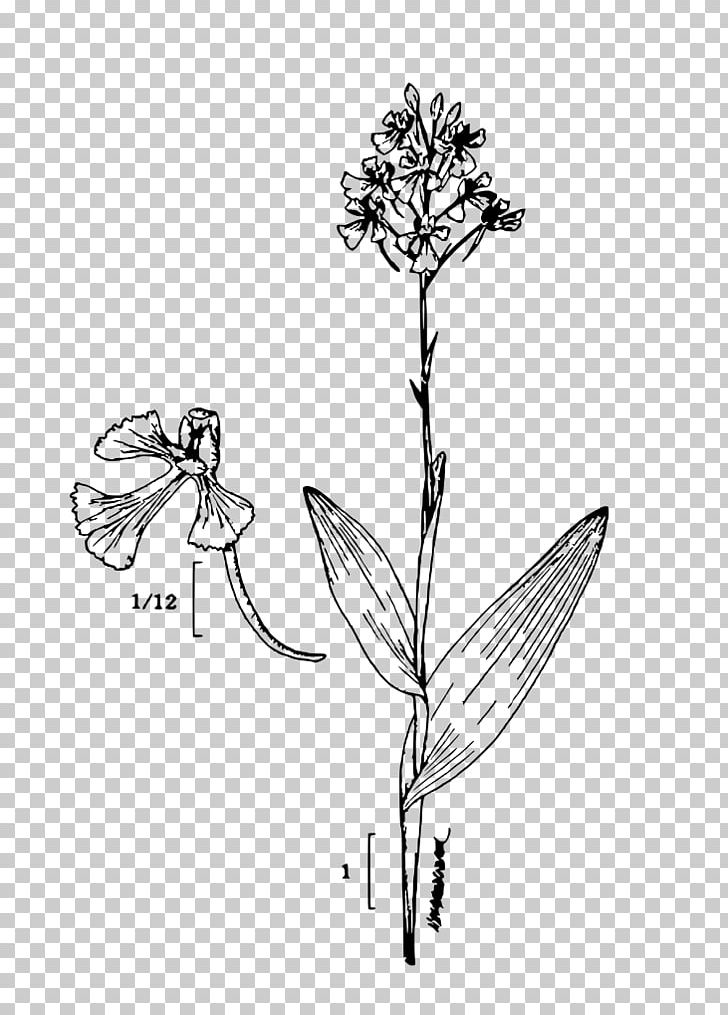 Platanthera Peramoena Plant Sketch PNG, Clipart, Artwork, Black And White, Branch, Butterfly, Dra Free PNG Download