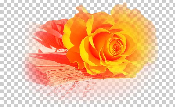 Garden Roses Desktop Yellow PNG, Clipart, Blue, Blue Rose, Closeup, Color, Computer Wallpaper Free PNG Download