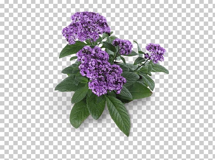 Heliotropium Betty Barclay Heliotrope Fennel Lilac PNG, Clipart, Annual Plant, Betty Barclay, Cut Flowers, Dill, Fennel Free PNG Download