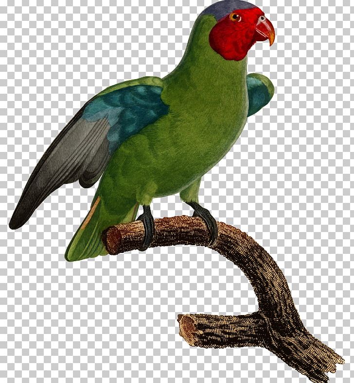 Lovebird Macaw Parrot PNG, Clipart, Animals, Beak, Bird, Common Pet Parakeet, Drawing Free PNG Download