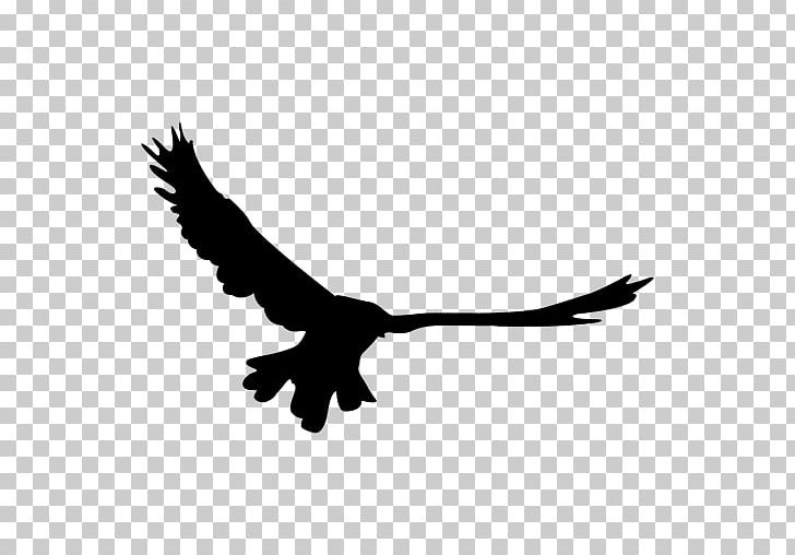 Bird Bald Eagle Photography PNG, Clipart, Accipitriformes, Animals, Bald Eagle, Beak, Bird Free PNG Download