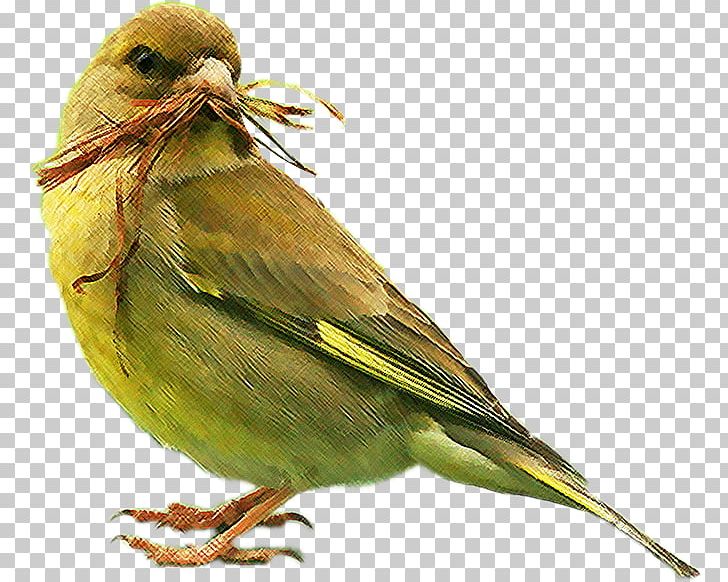 Bird House Sparrow Eurasian Magpie PNG, Clipart, Animal, Animals, Beak, Bird, Bird Of Prey Free PNG Download