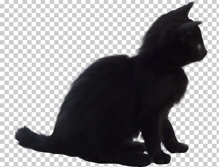 Black Cat Bombay Cat Domestic Short-haired Cat Whiskers PNG, Clipart, Black, Black And White, Bombay, Carnivoran, Cat Free PNG Download