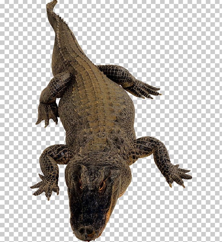 Crocodiles Lizard PNG, Clipart, Alligator, Amphibian, Clip Art, Crocodile, Crocodiles Free PNG Download